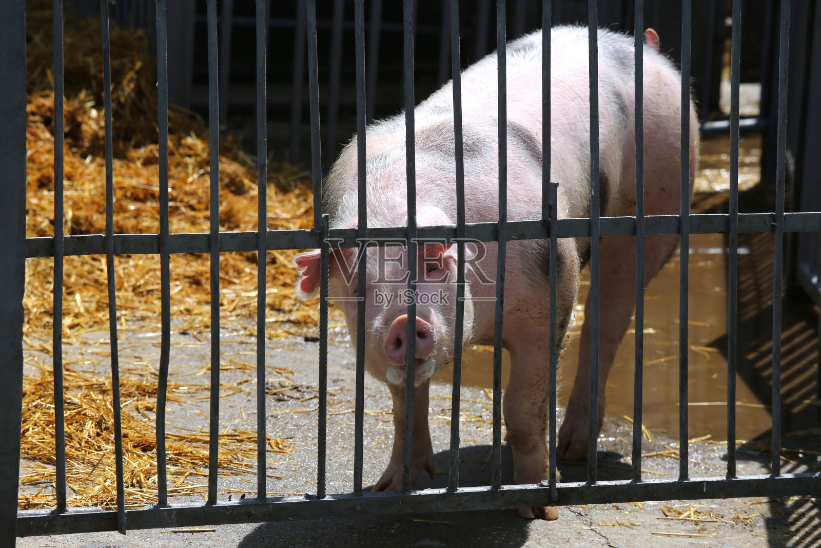 猪母猪的肖像靠近了铁栅栏后面照片摄影图片