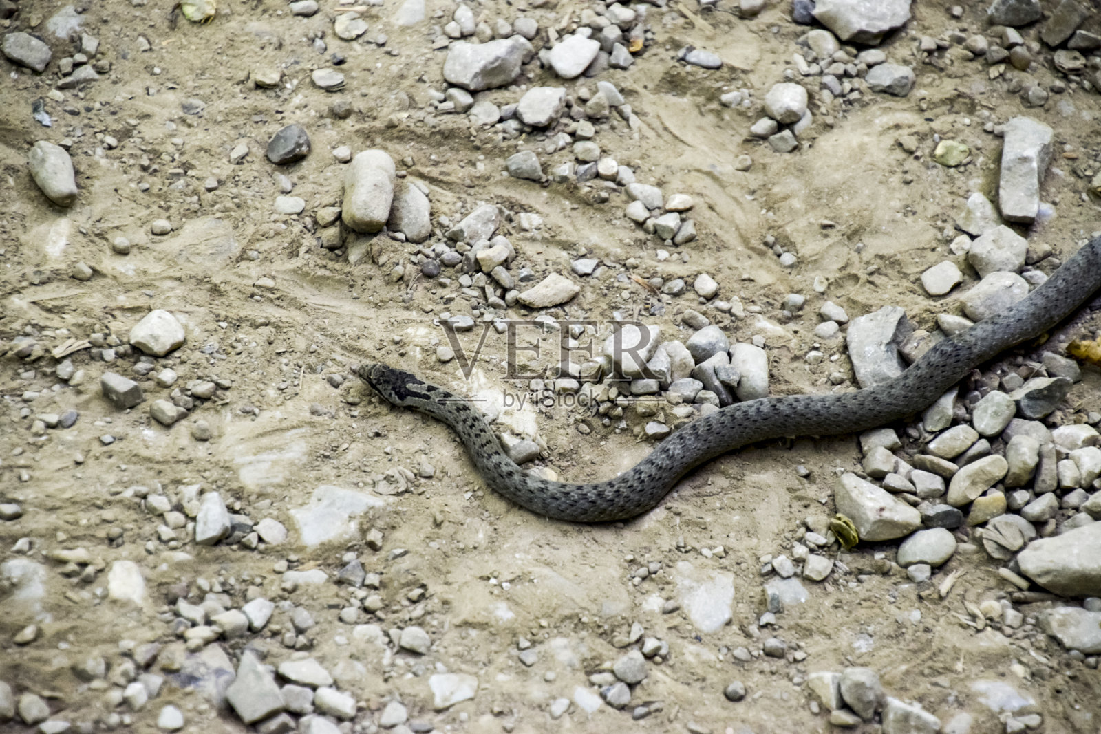 毒蛇是普通的。蛇在路上。那条蛇带着石头在地上爬行。照片摄影图片