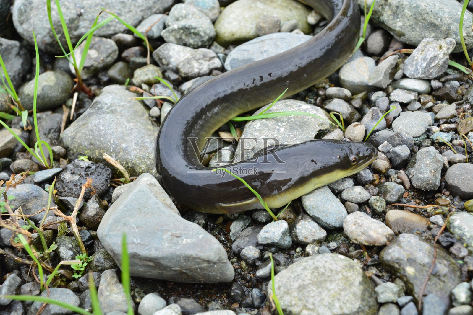 野生鳗鱼照片摄影图片