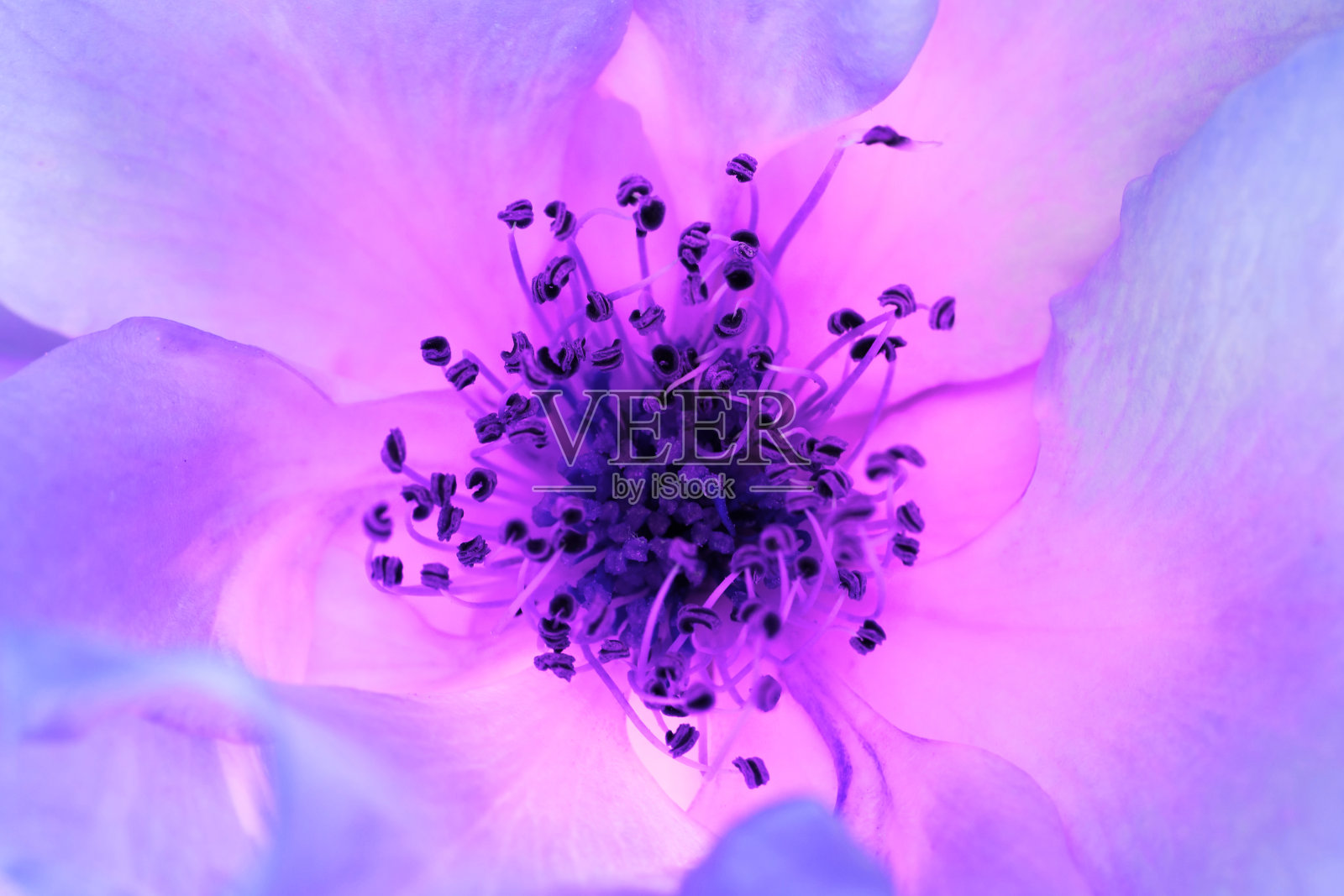 玫瑰花头特写(花瓣和雄蕊)照片摄影图片