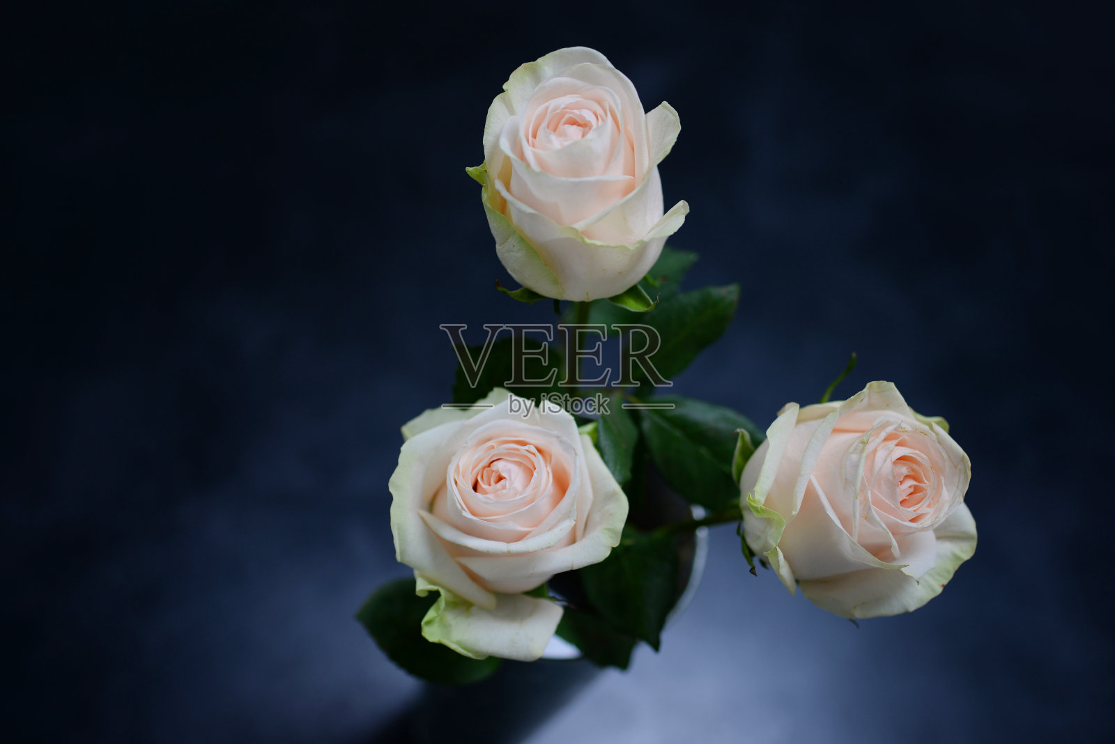 de玫瑰花束照片摄影图片