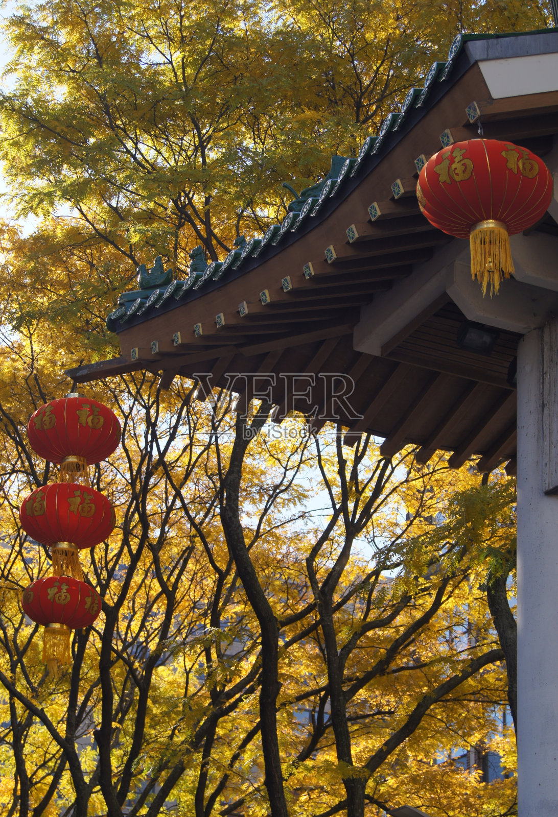 悬挂在波士顿唐人街门口的中国灯笼和榆树照片摄影图片