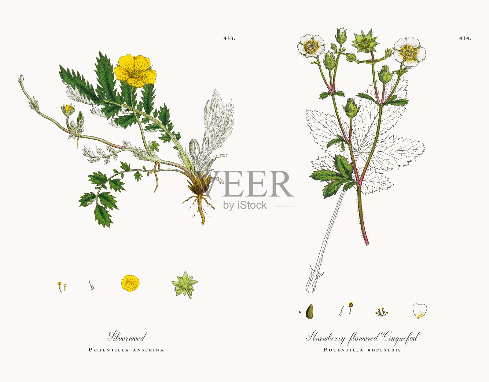 银草，蕨麻，维多利亚植物学插图，1863年插画图片素材