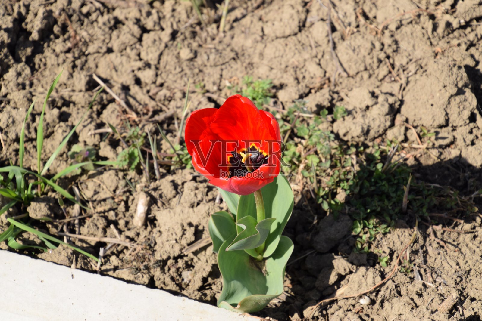红郁金香在花坛里盛开。郁金香的花期。照片摄影图片