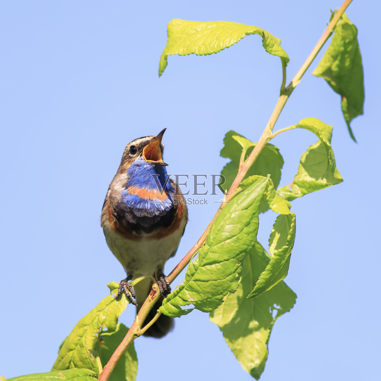 长着鲜艳羽毛的雄性蓝喉鸟在五月的春天公园里唱歌照片摄影图片