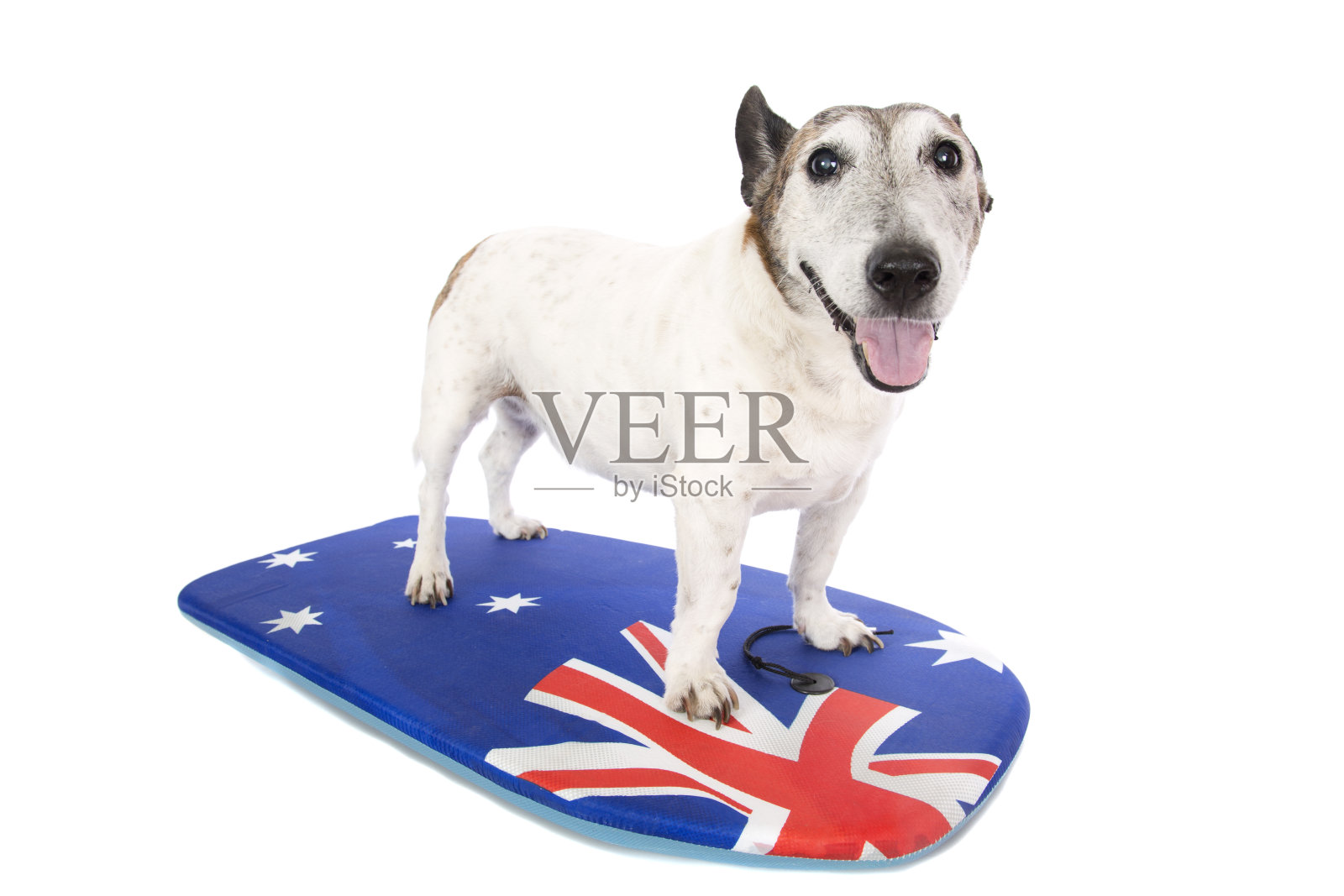 澳大利亚的狗照片摄影图片