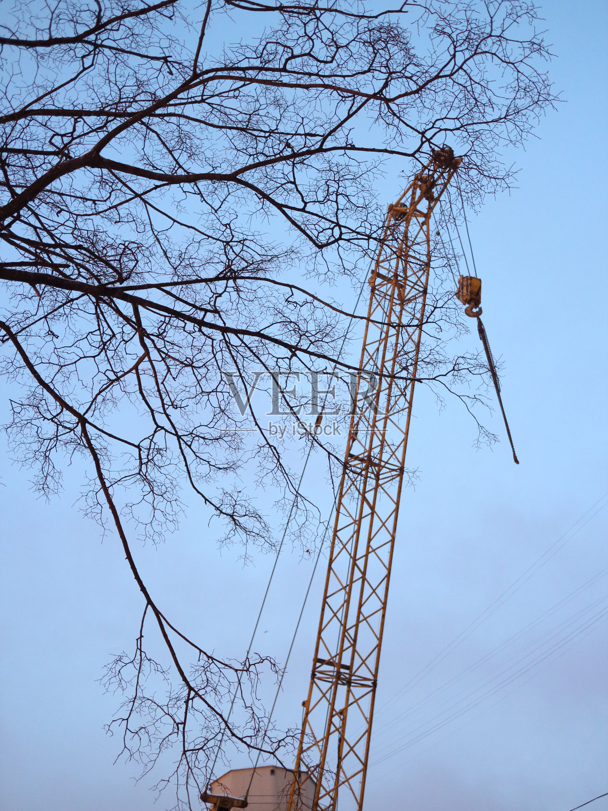 清晨天空背景下的鹤照片摄影图片