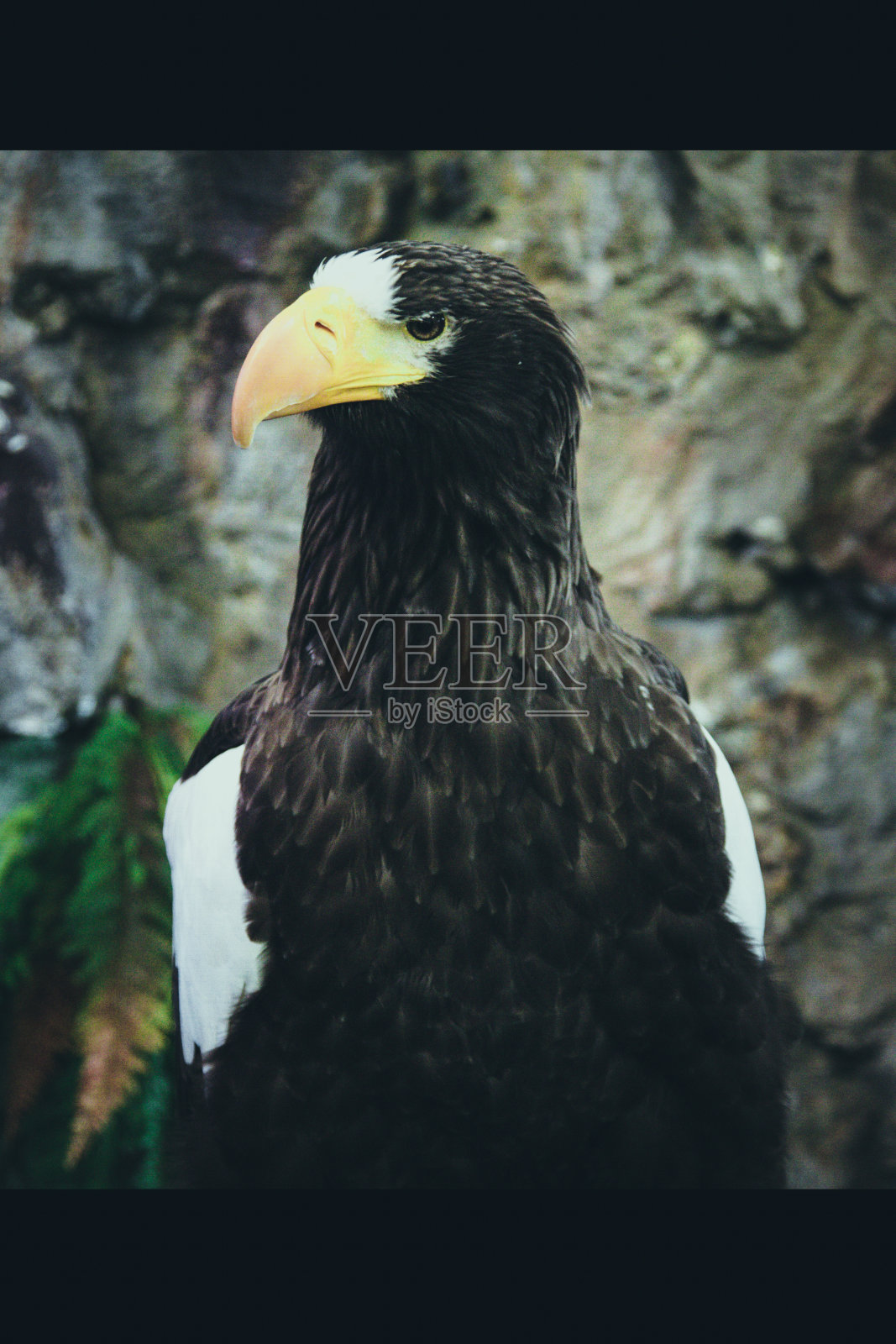 鹰关闭照片摄影图片