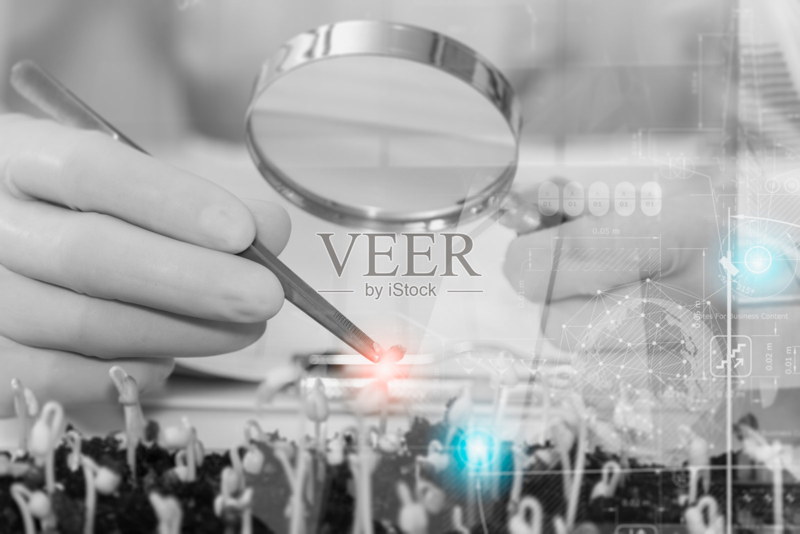 科学家们通过对豆芽的双重曝光工作，开始试验或培育一种干净、无化学成分的豆芽，科学内容、模拟、复制空间、网页模板、胶片效果。照片摄影图片