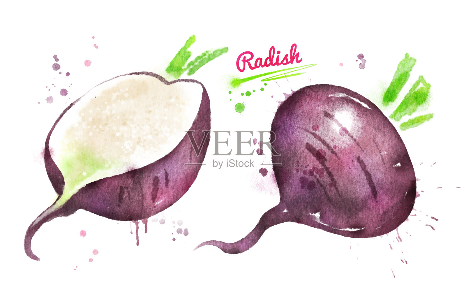 水彩黑色萝卜插图插画图片素材