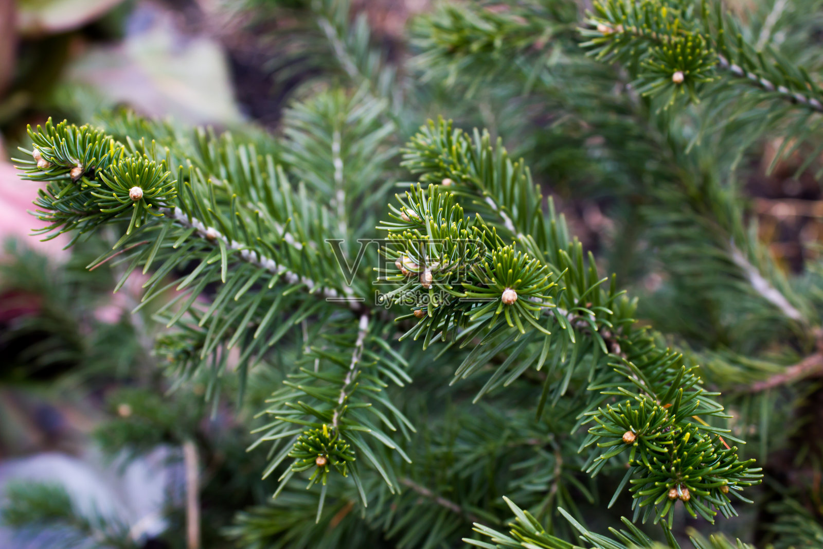 松树的绿枝在森林里照片摄影图片