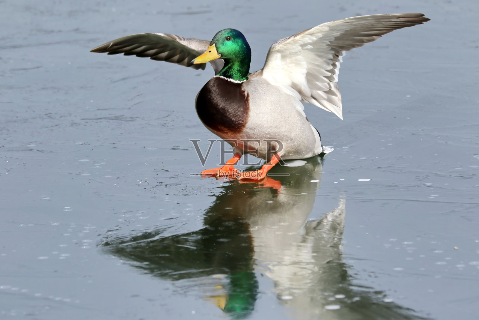 男性野鸭照片摄影图片