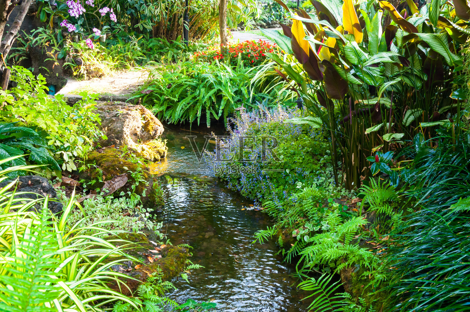 美丽的景观，美丽的植物和花卉照片摄影图片