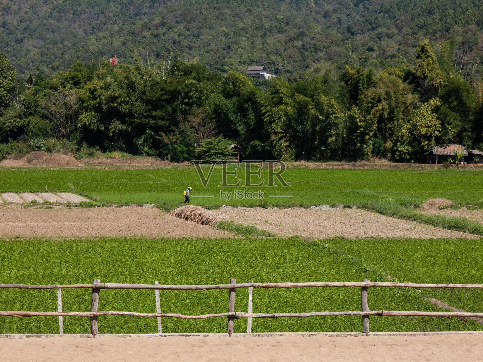 菜园照片摄影图片