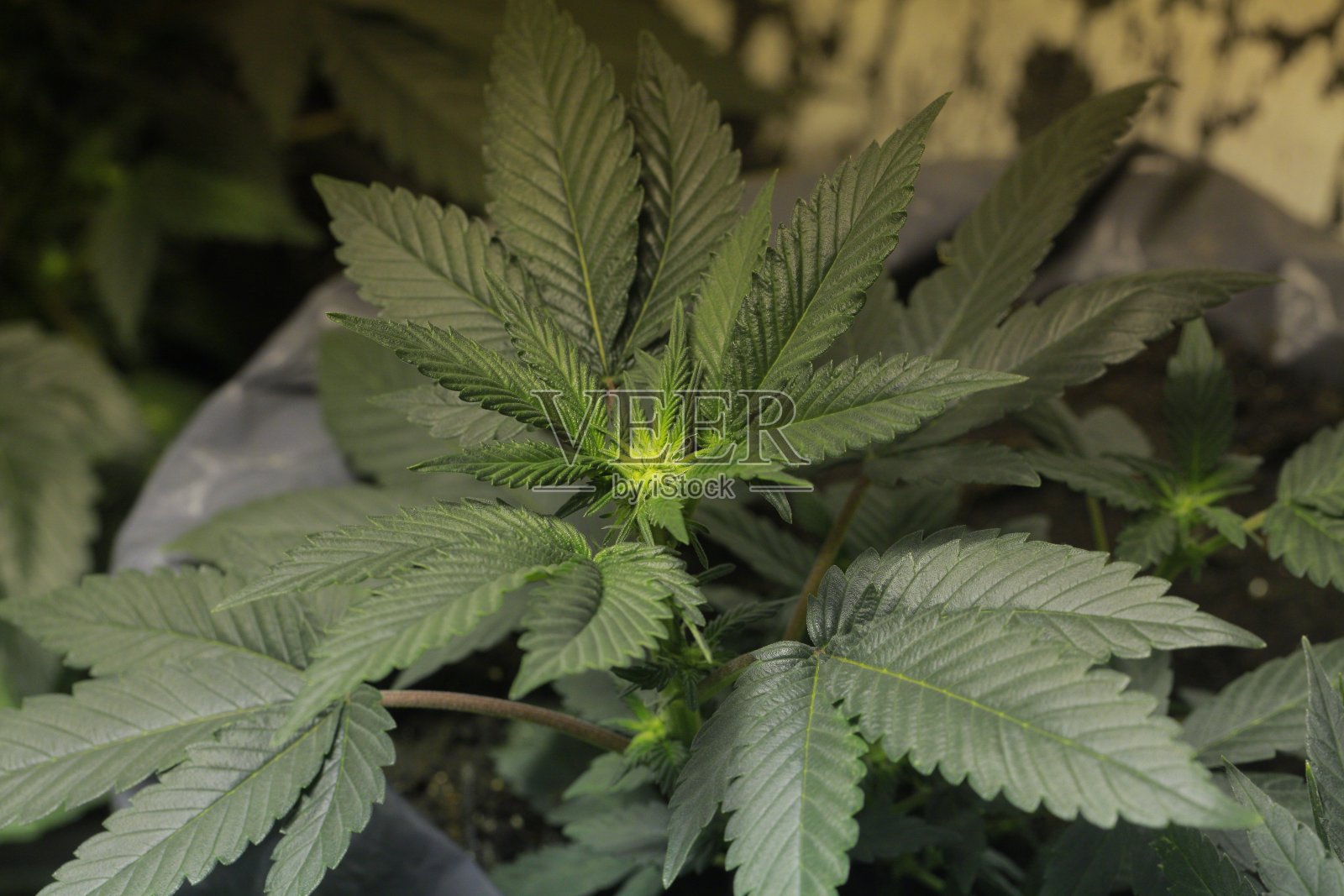 种植大麻照片摄影图片