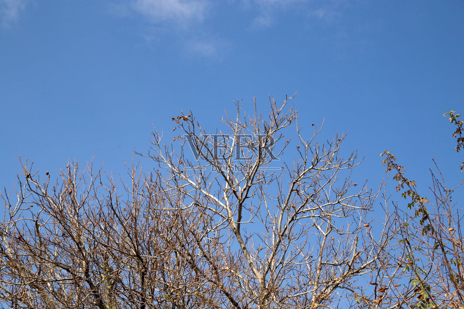 光秃秃的树枝映着天空照片摄影图片