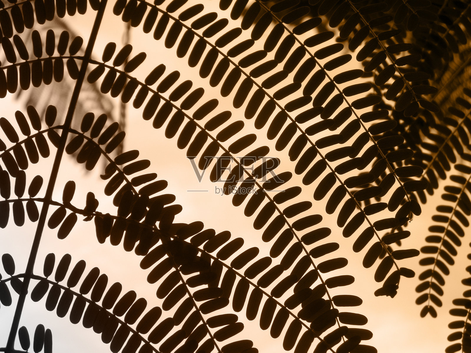 剪影留下超级满血月的背景在夜空照片摄影图片