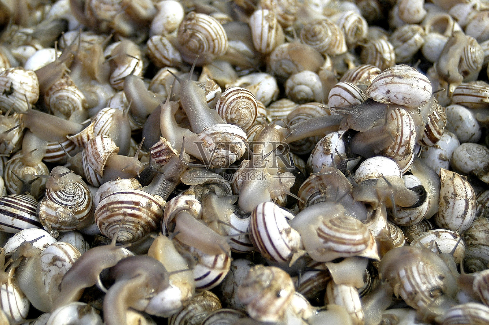 蜗牛照片摄影图片