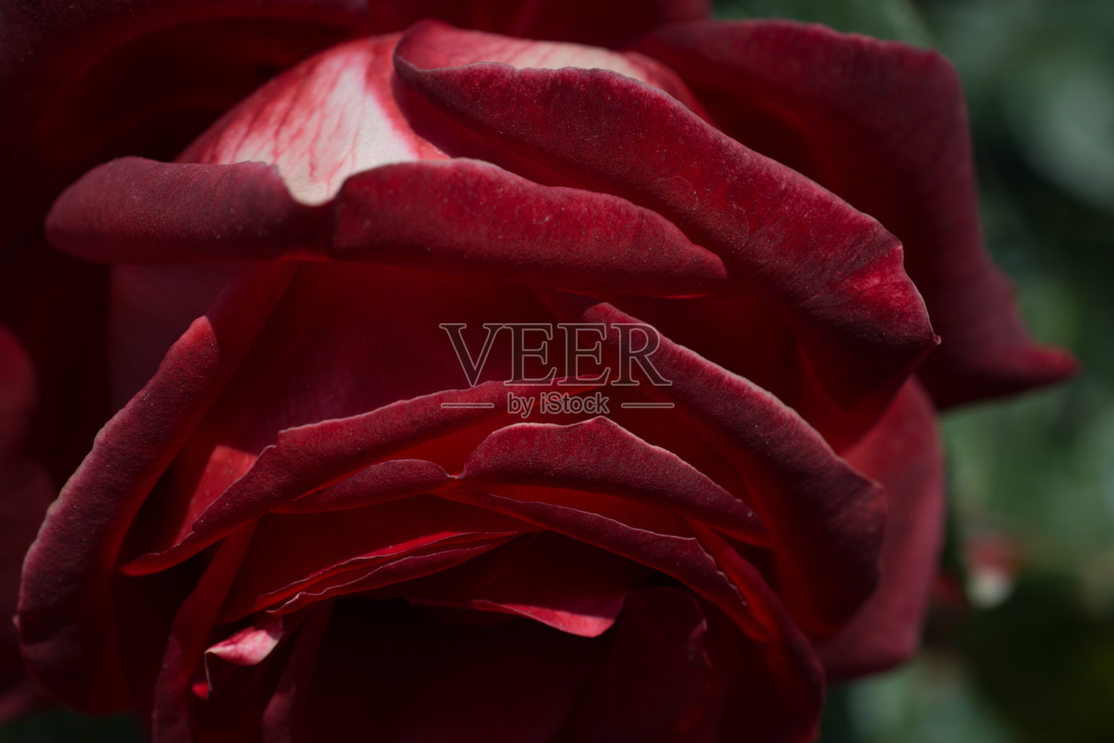 美丽的新鲜玫瑰在近距离观看照片摄影图片