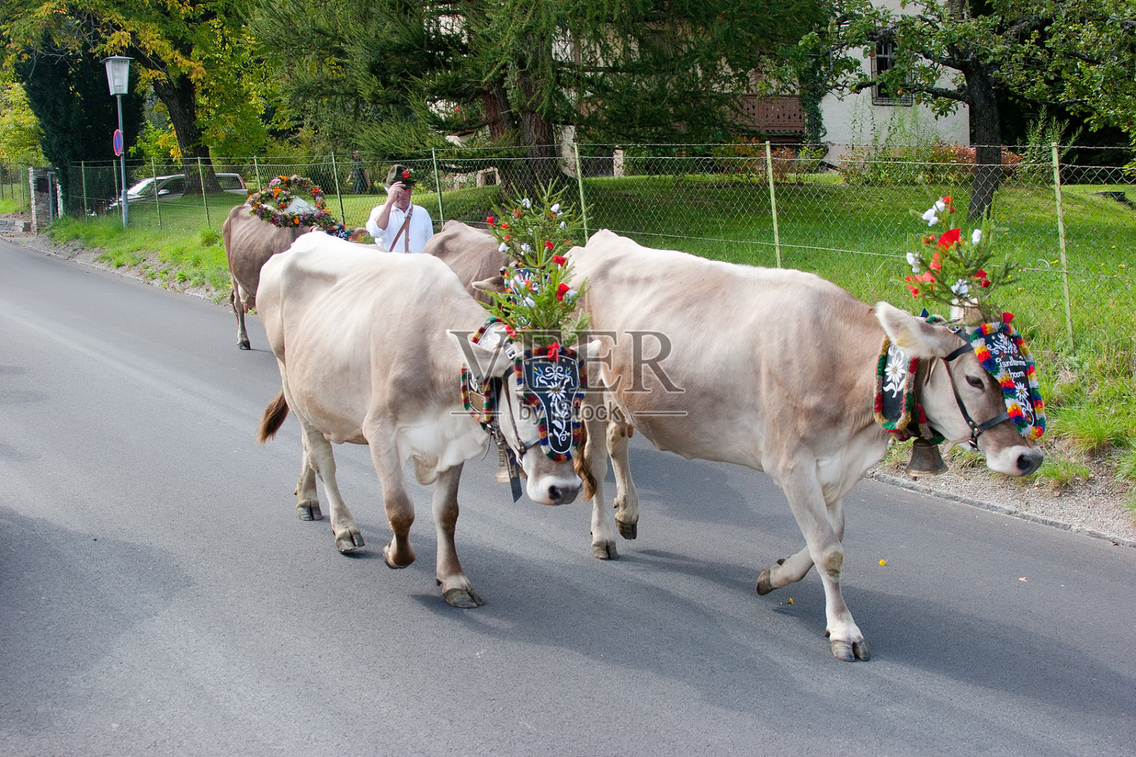 奥地利秋季节日- Almabtrieb照片摄影图片