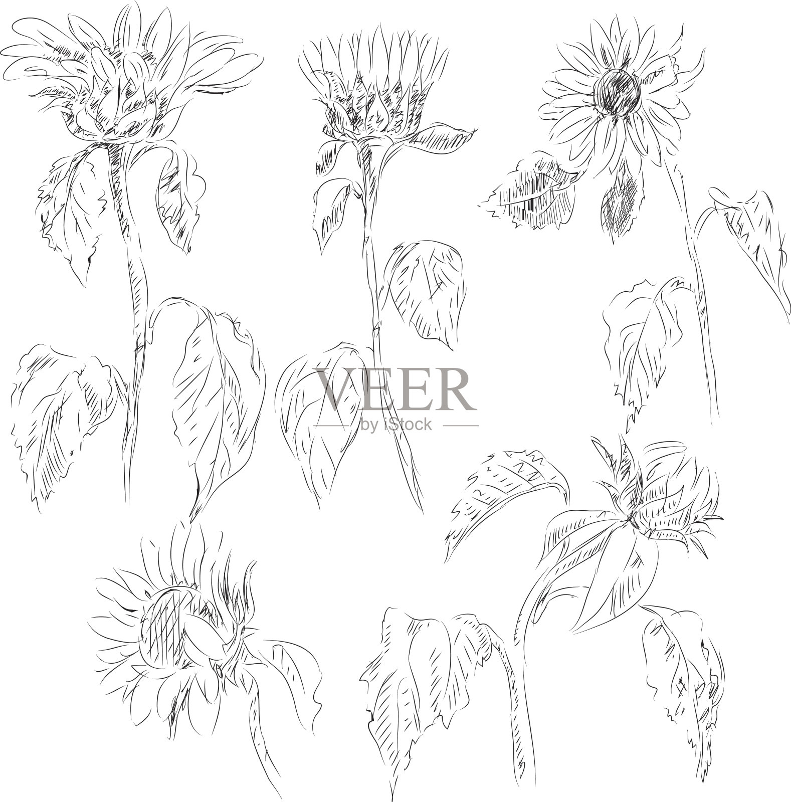 向日葵插画图片素材