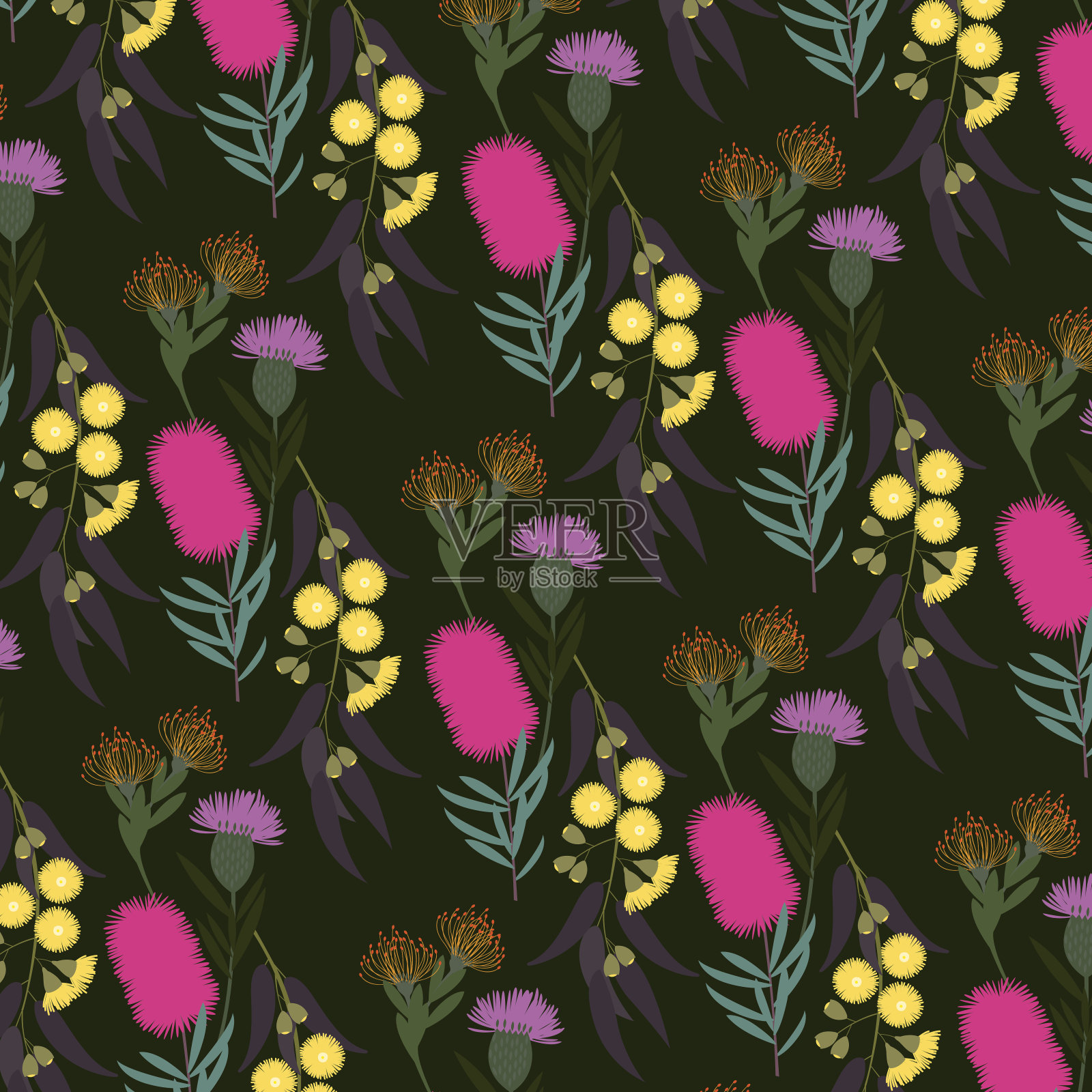 澳大利亚植物区系插画图片素材