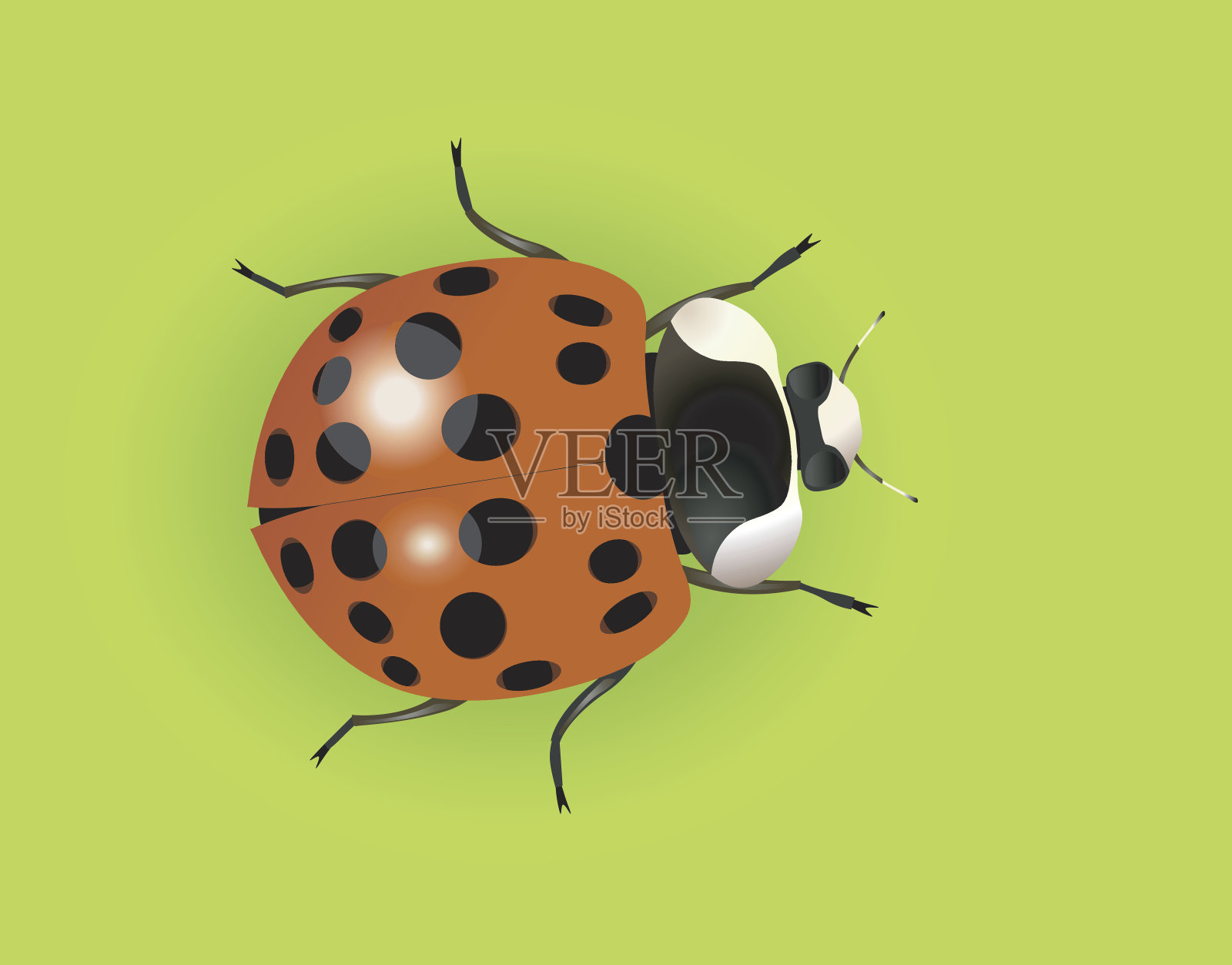 可爱的瓢虫在黄绿色的bg。插画图片素材