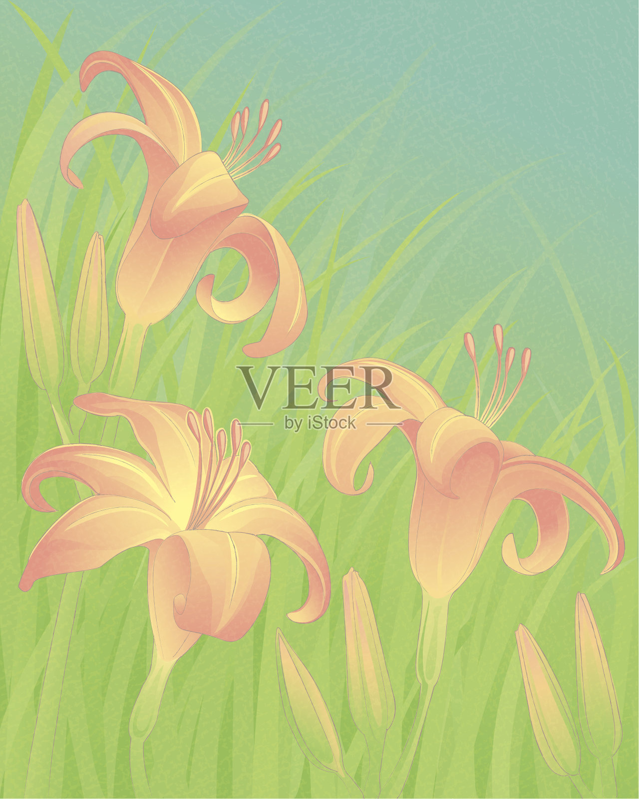 草中有三朵黄花菜和花蕾。插画图片素材