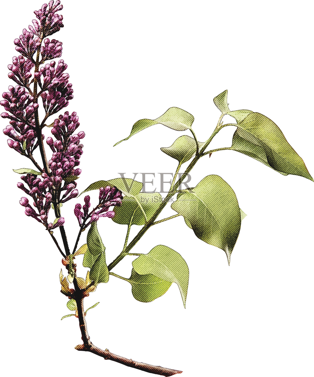 春天丁香花蕾插画图片素材