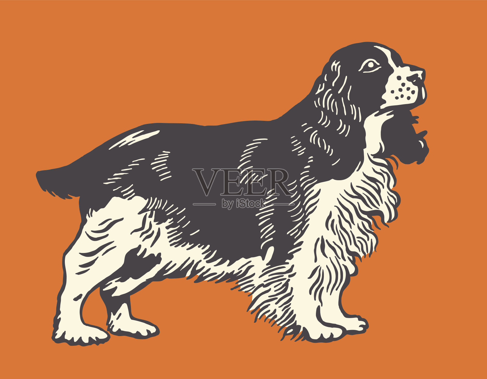 英语施普林格西班牙猎犬插画图片素材