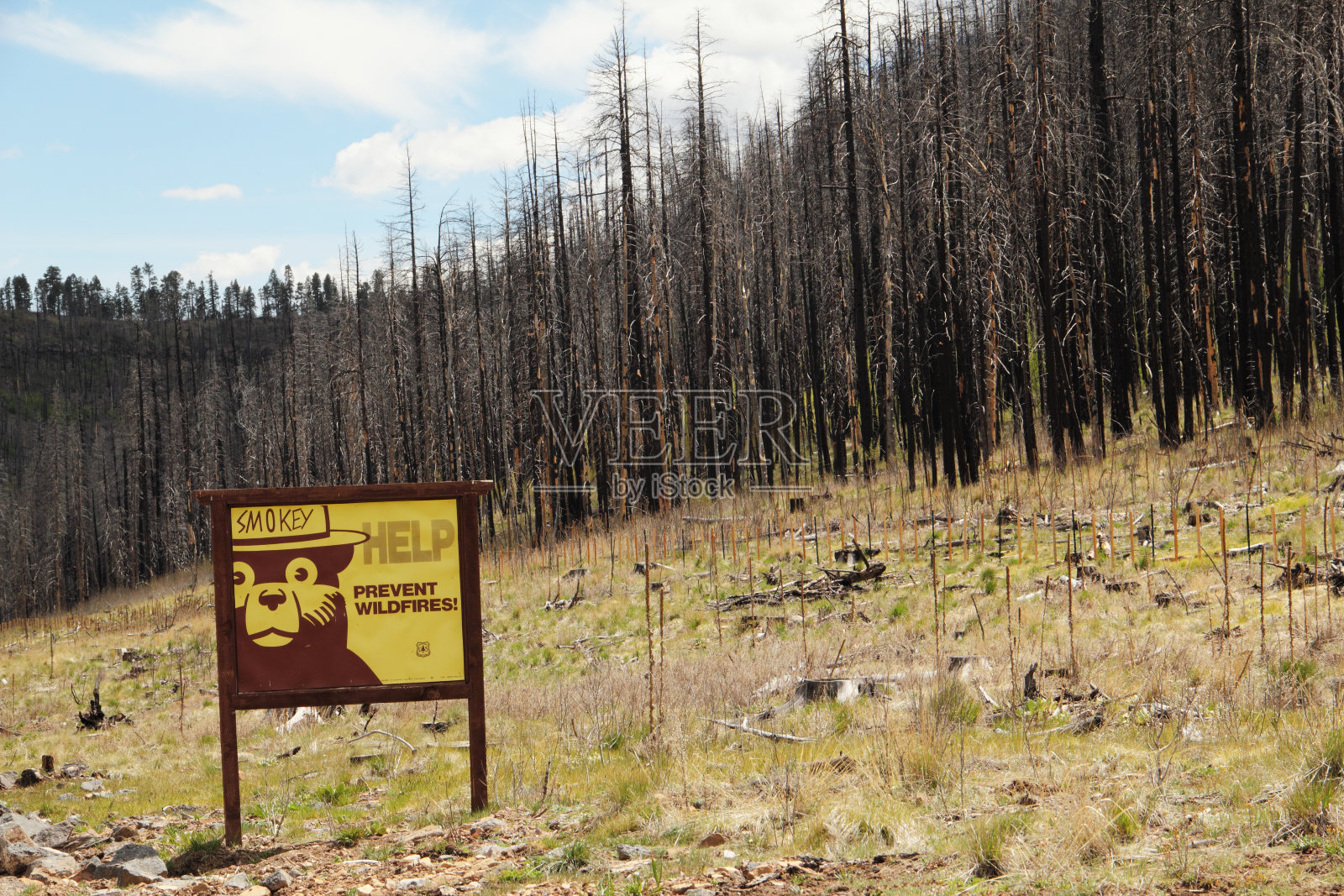 亚利桑那州燃烧的森林大火照片摄影图片