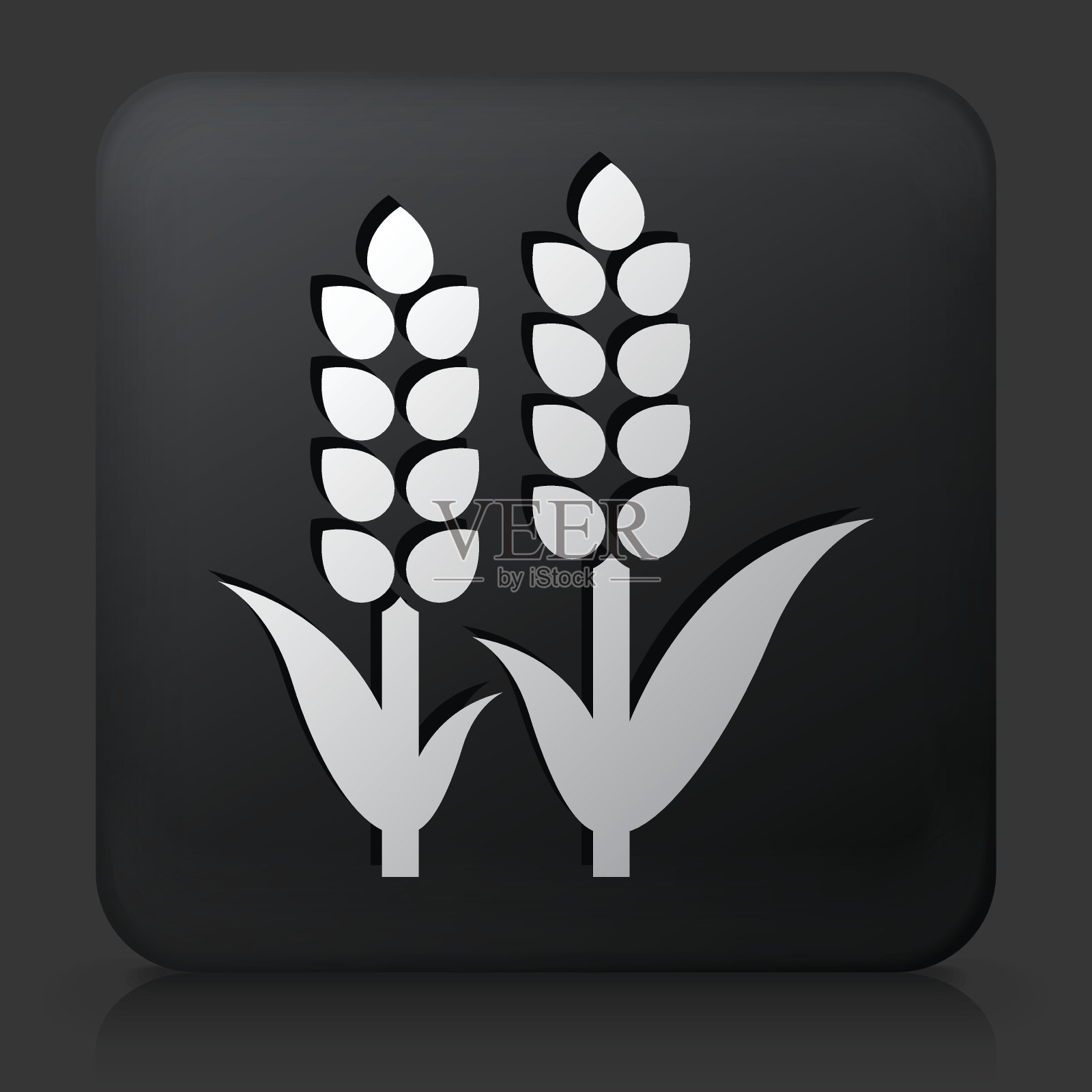 黑色方形按钮与小麦图标插画图片素材