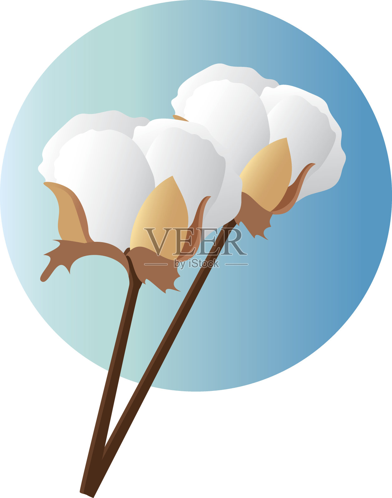 棉花插画图片素材