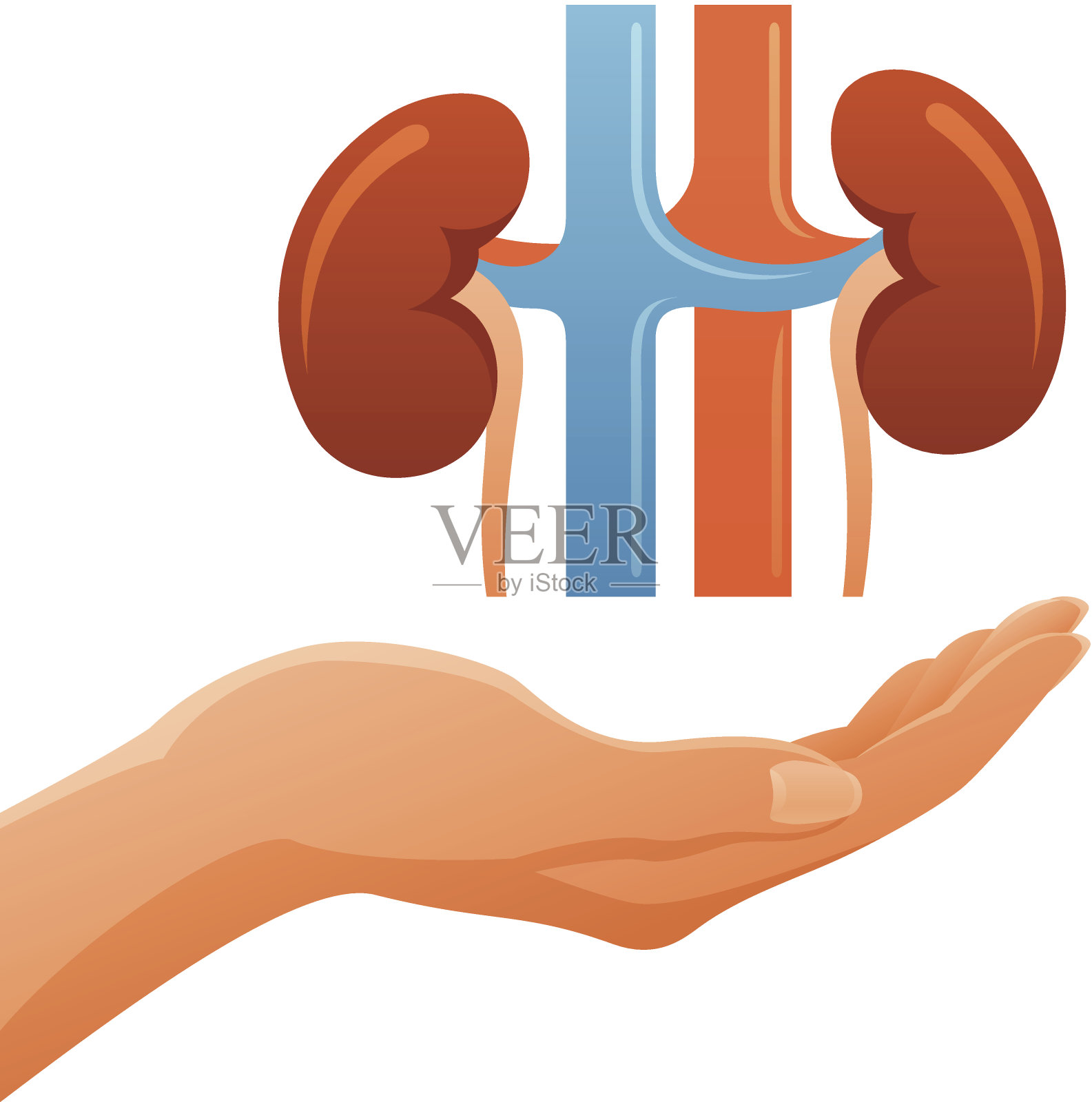 手握解剖人体肾脏插画图片素材