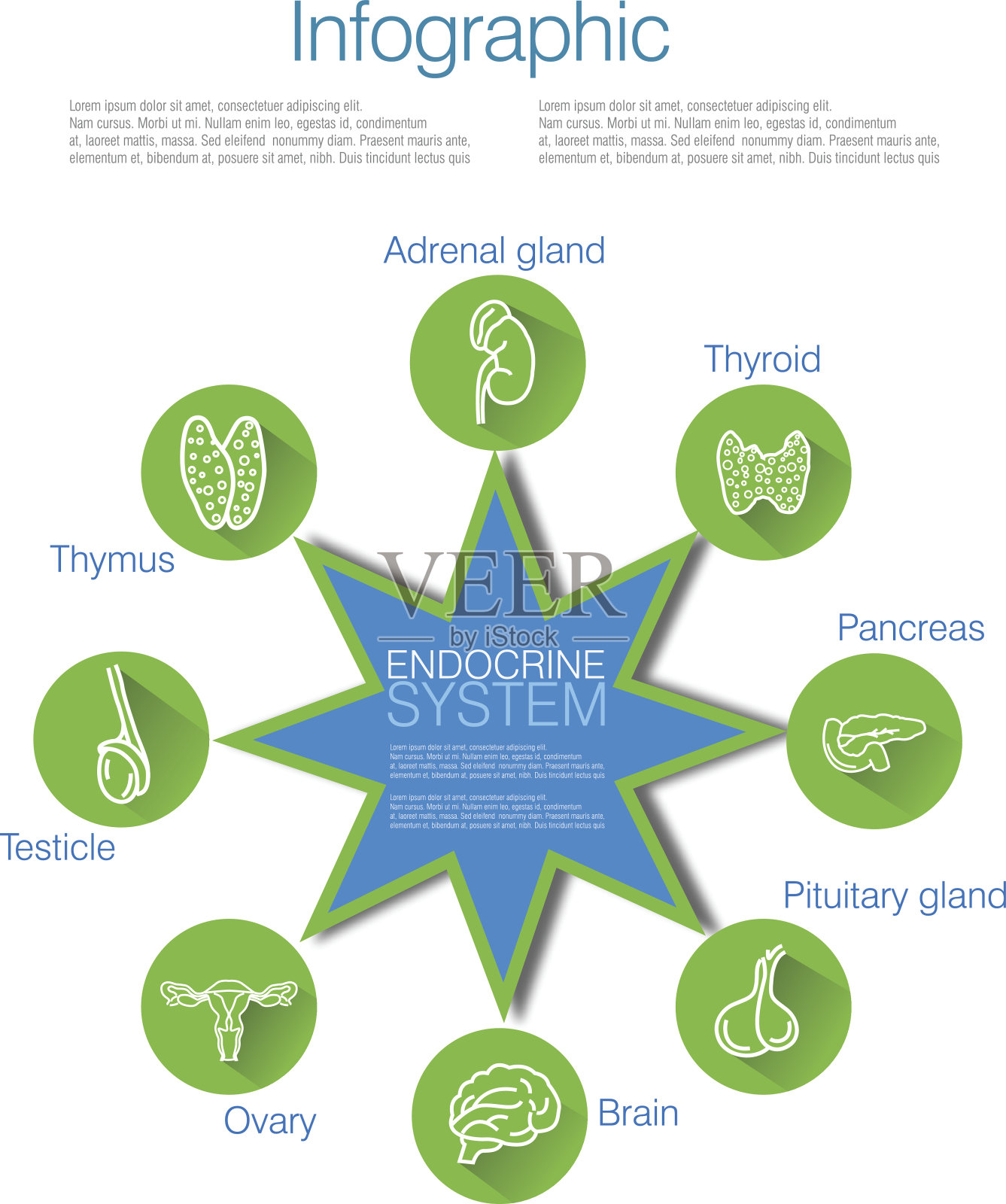内分泌系统信息图设计插画图片素材