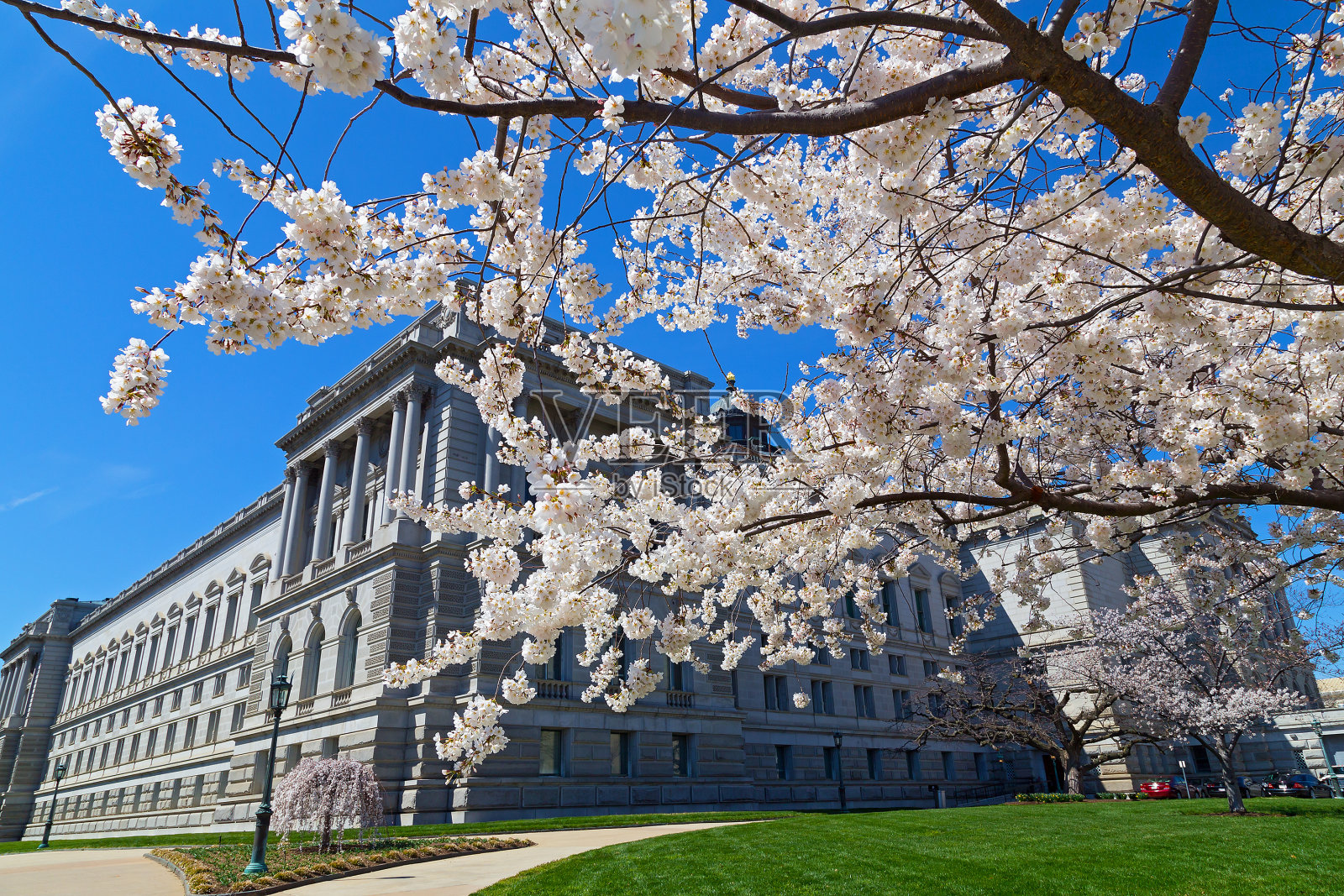 盛开的樱桃树和国会图书馆，华盛顿特区。照片摄影图片