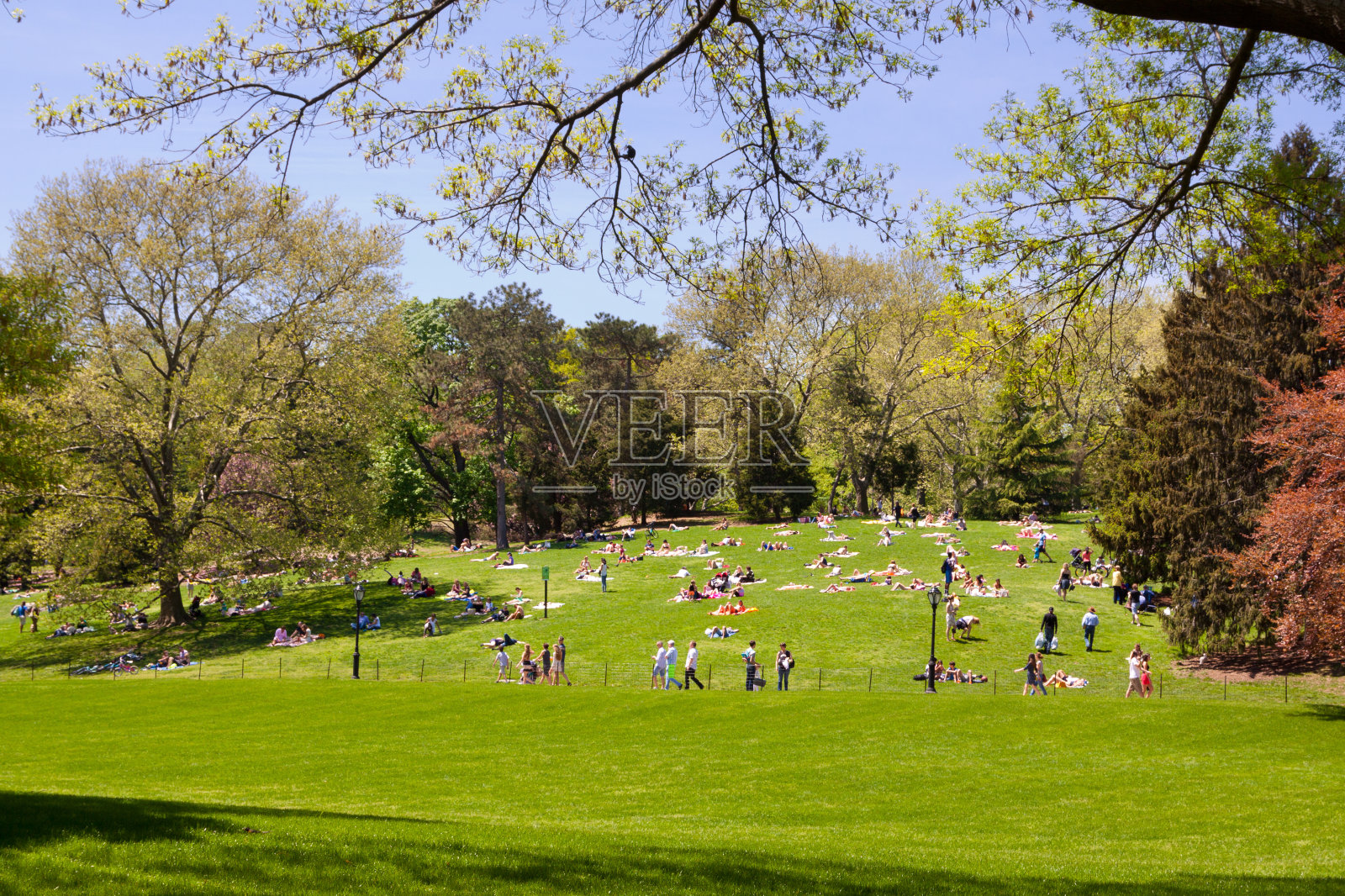 纽约中央公园。照片摄影图片