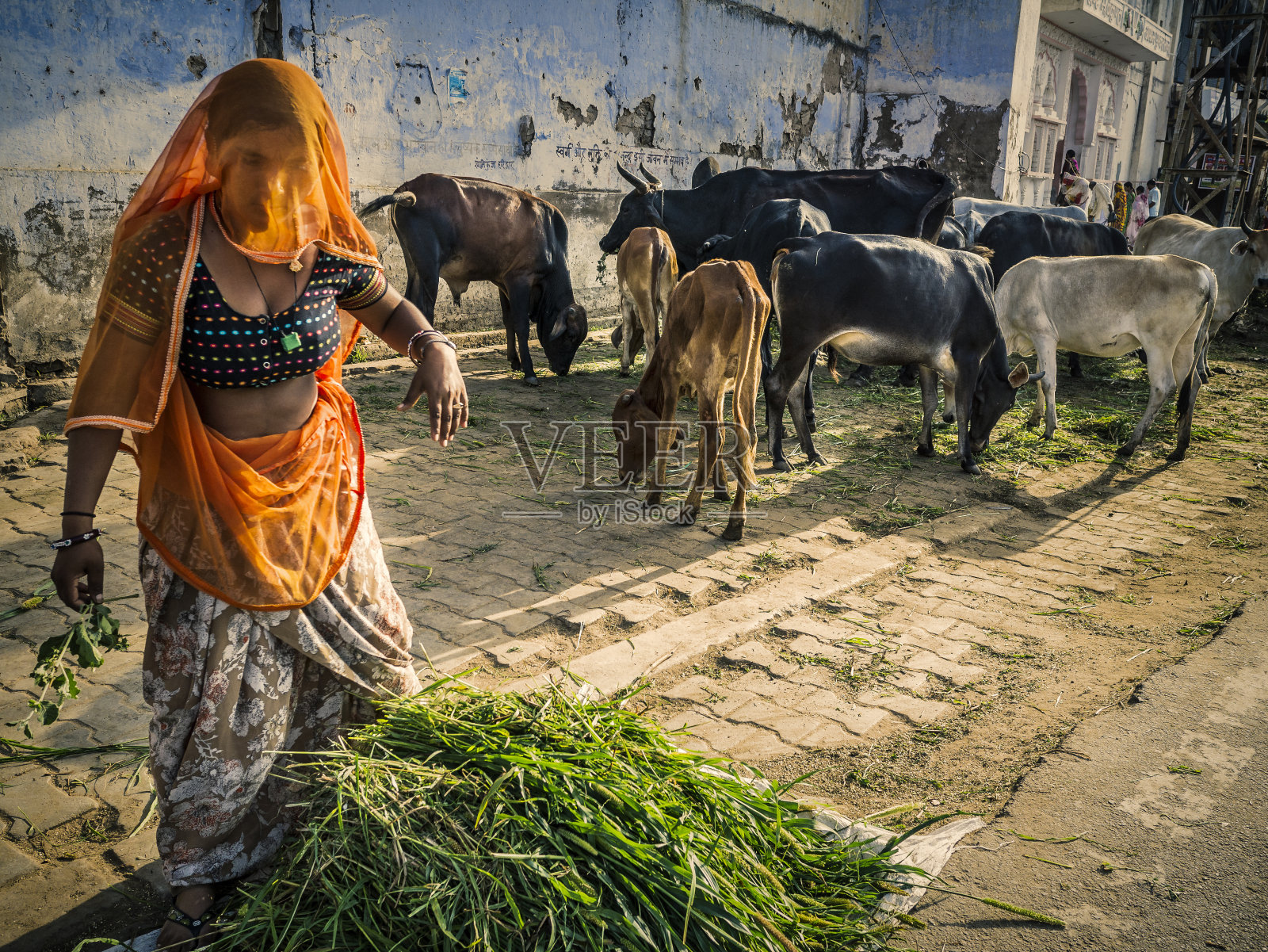 卖草给圣牛的女人照片摄影图片