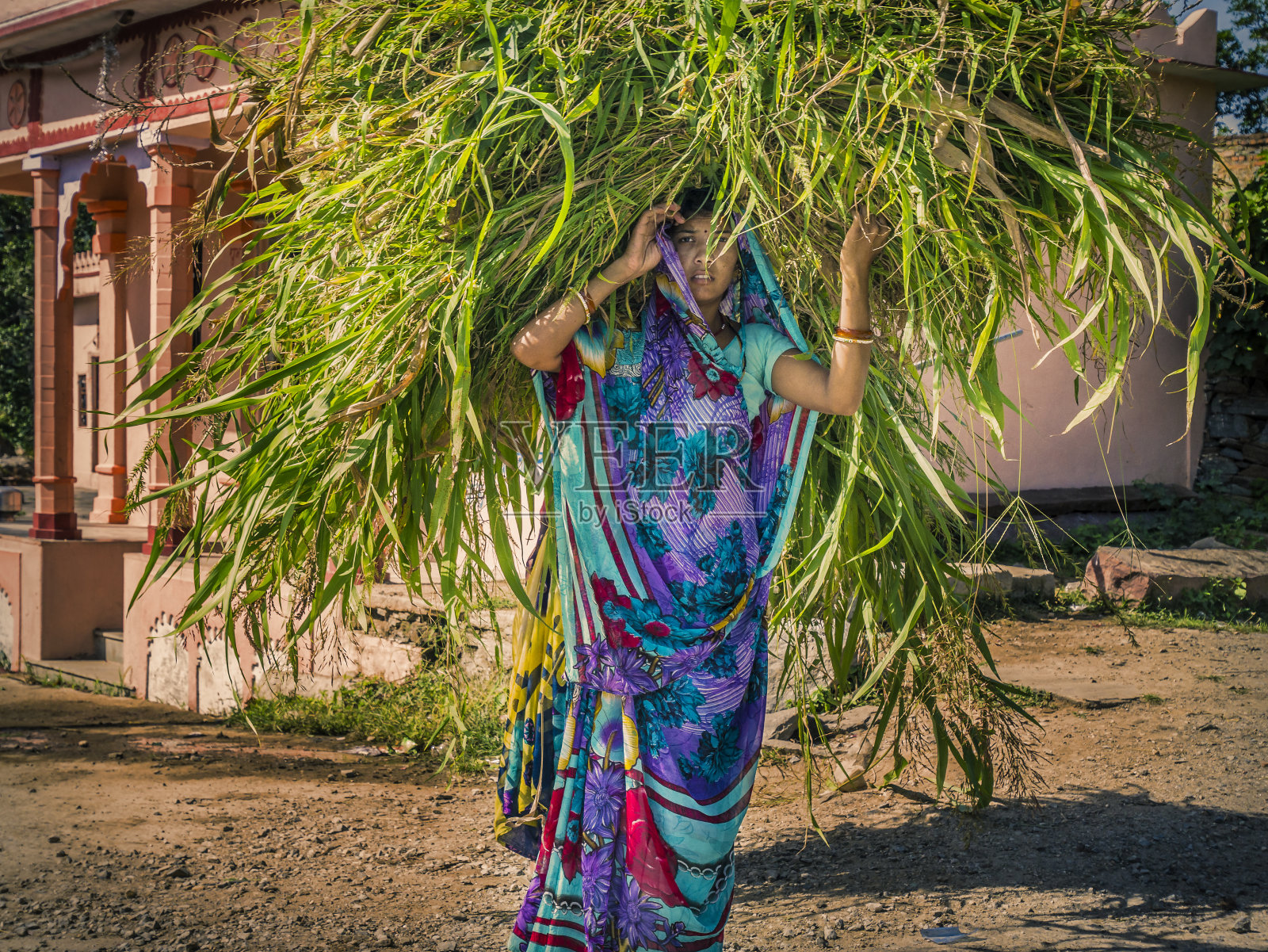 印度拉贾斯坦邦一名妇女头顶草照片摄影图片