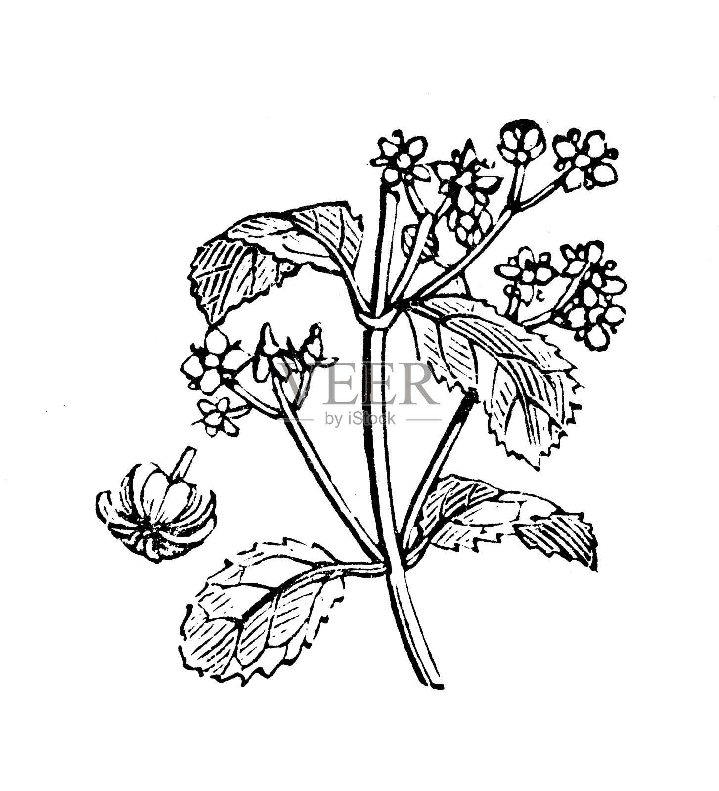 古色古香的卫矛树插图设计元素图片