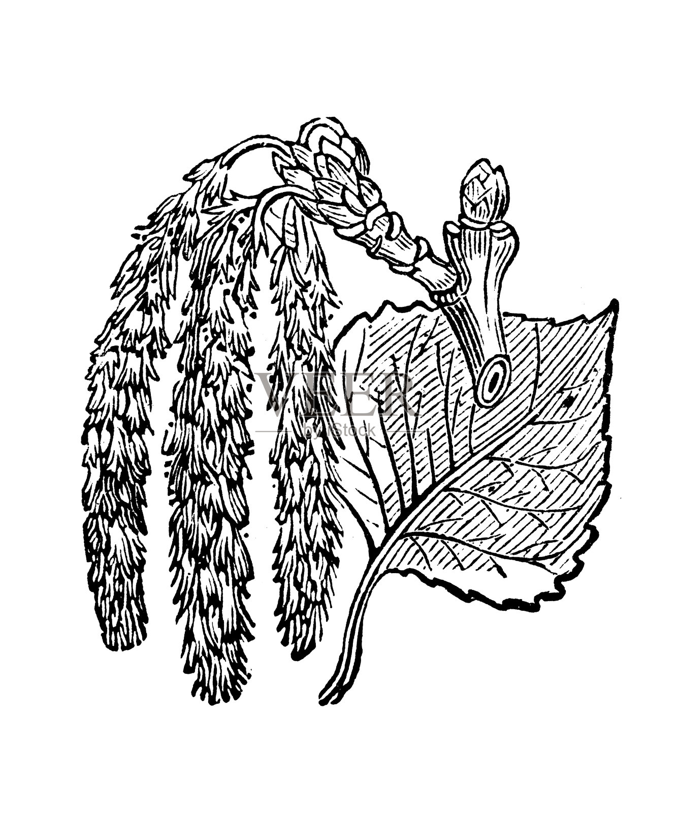 古色古香的黑杨树插图插画图片素材