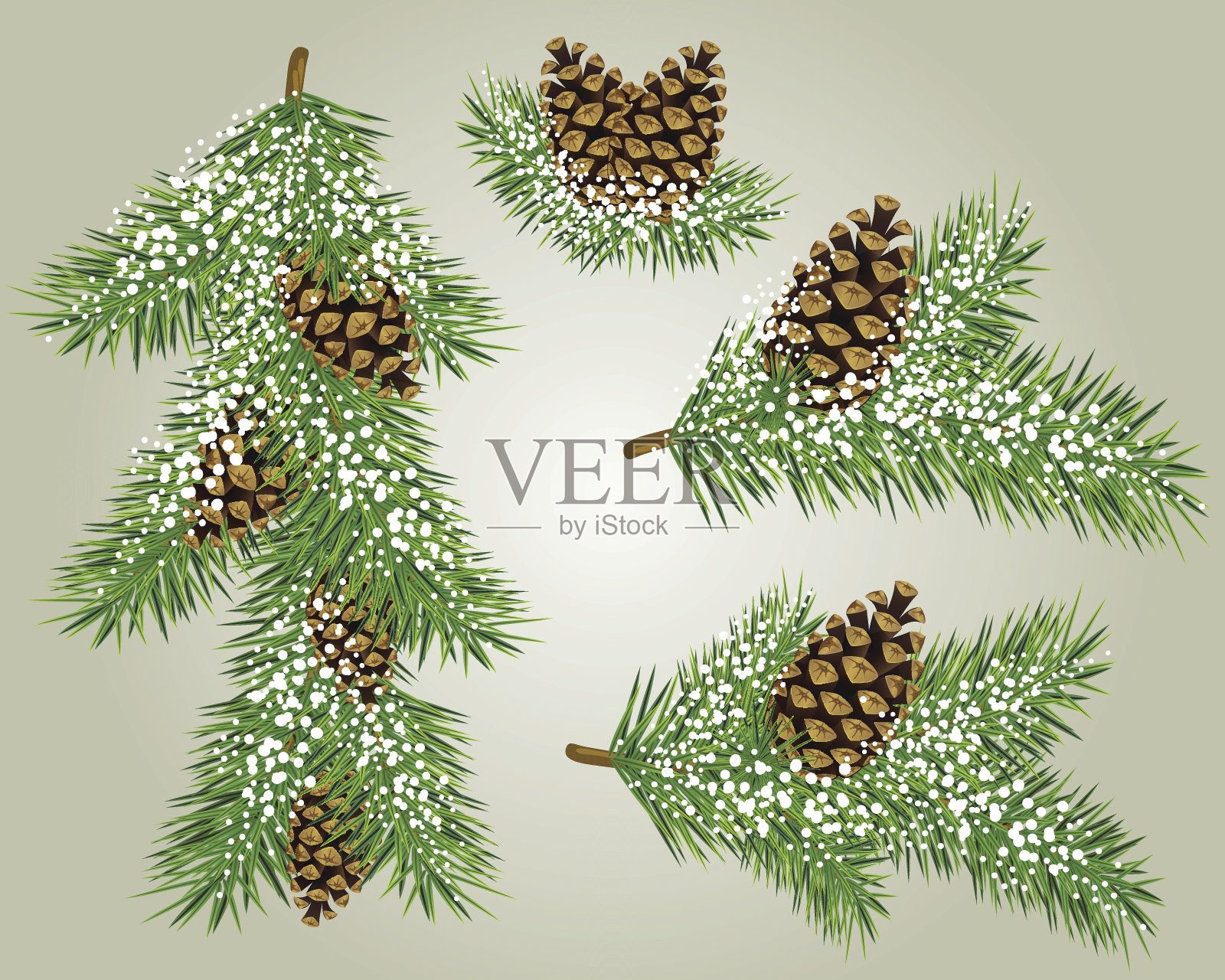 圣诞节松分支插画图片素材
