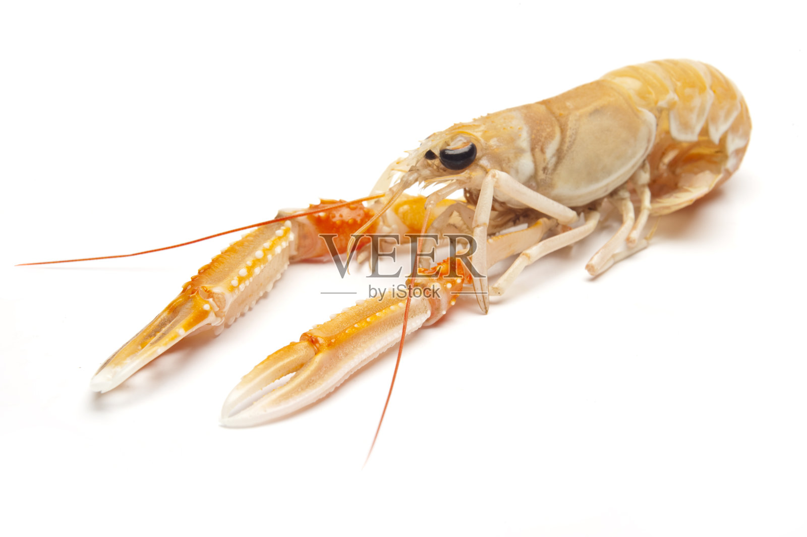 小龙虾在白色的背景照片摄影图片