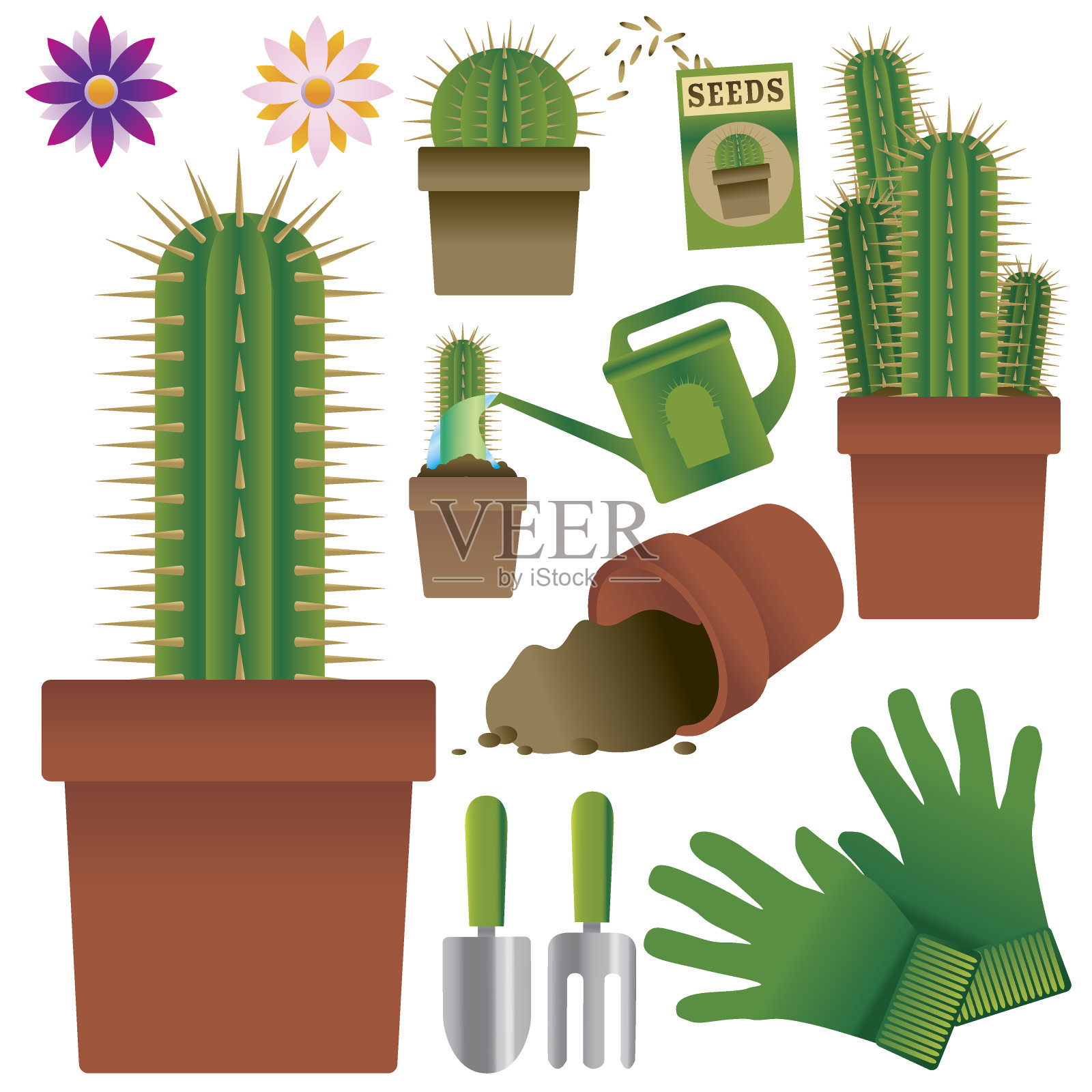 仙人掌插画图片素材