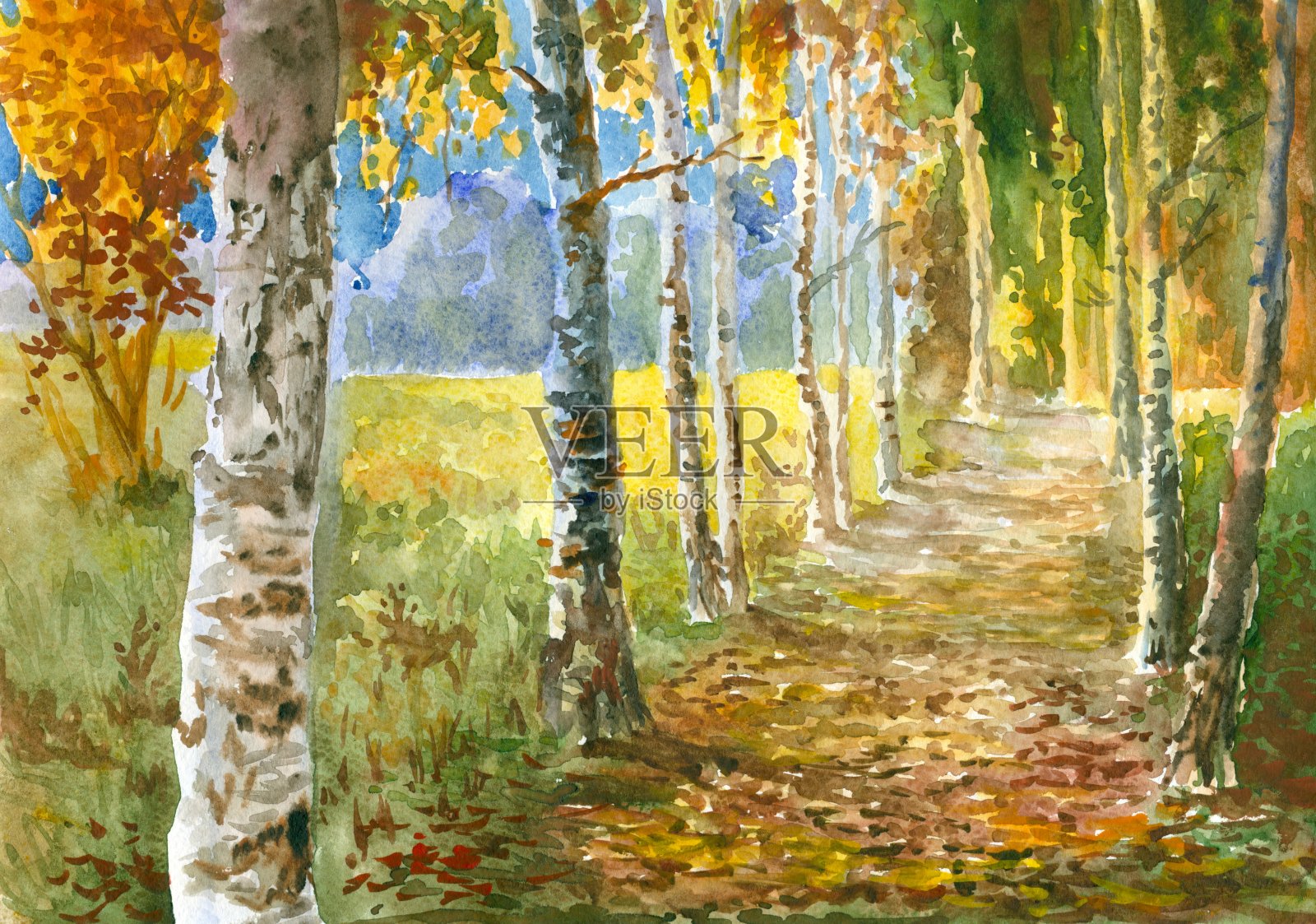 一幅水彩画，画的是秋日白桦树环绕的小路插画图片素材