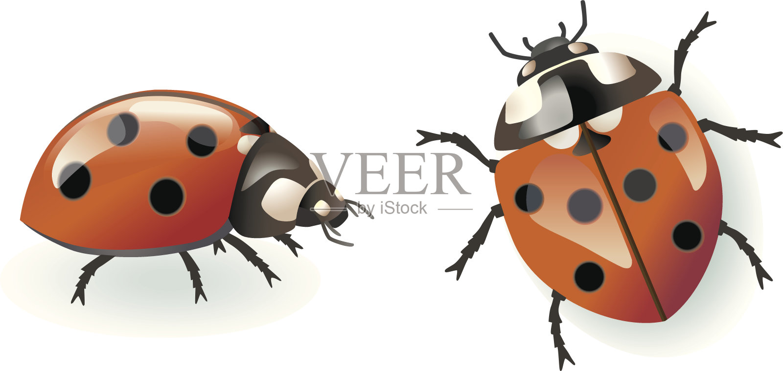 瓢虫。设计元素图片
