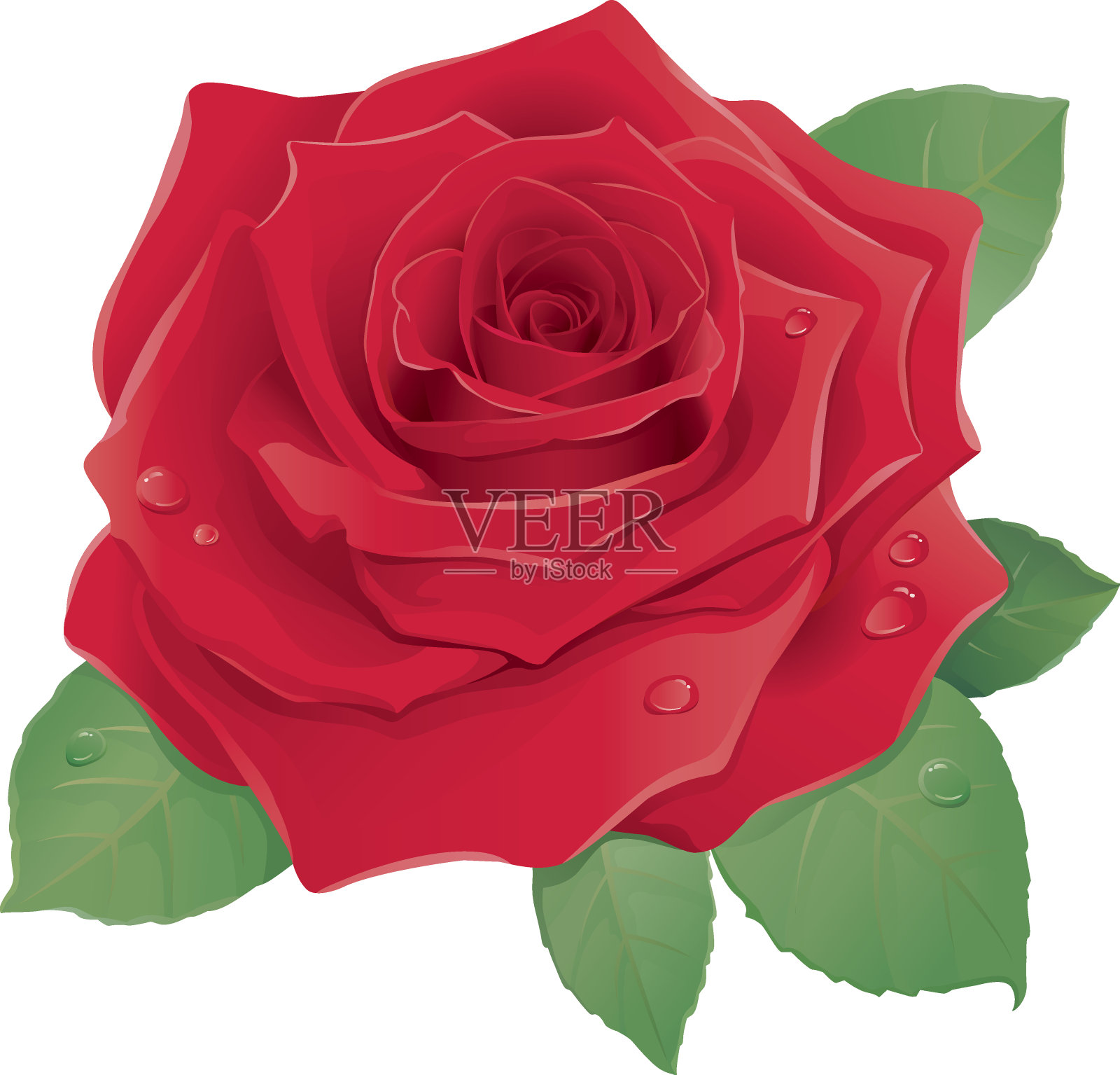 以白色为背景的红玫瑰图案设计元素图片