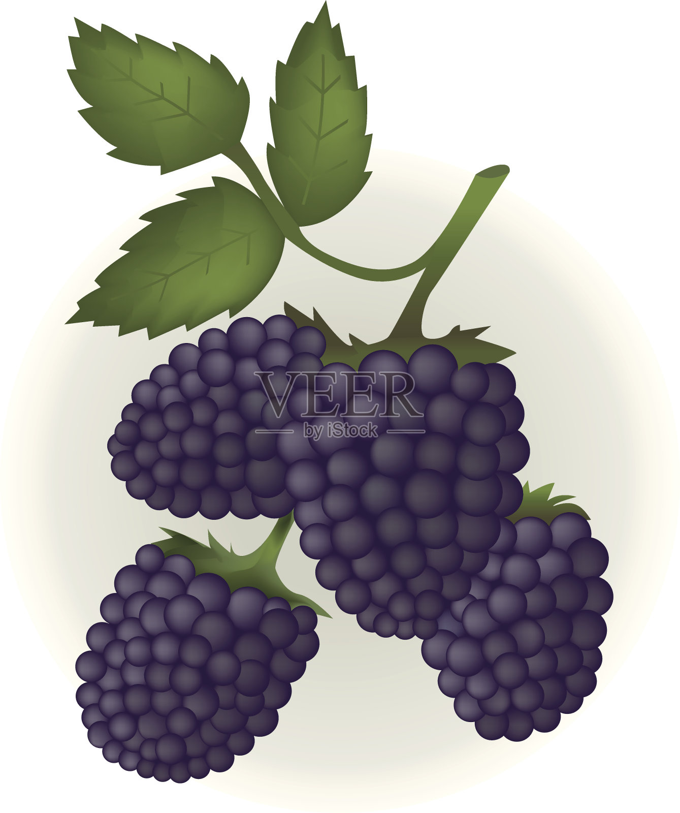 黑莓叶。设计元素图片