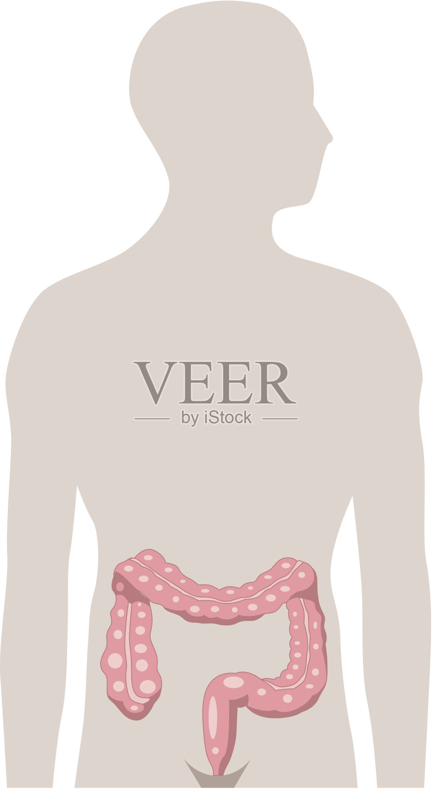 结肠和直肠插画图片素材