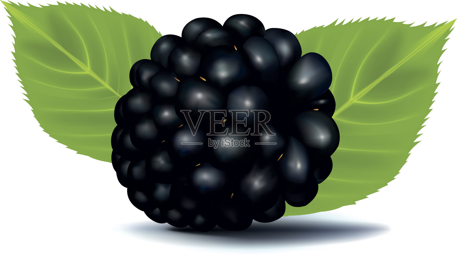 黑莓插画图片素材